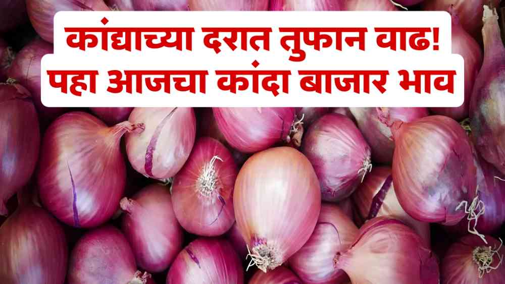 Onion Market Price