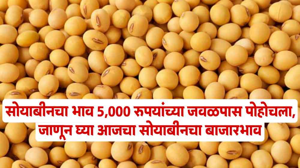 Soyabean Market Price