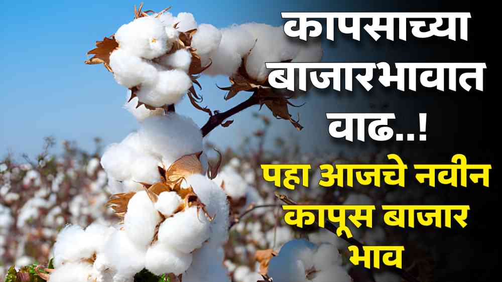 Cotton Market Price