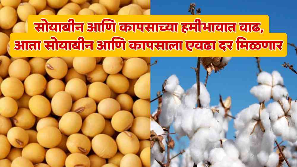 Soybean Cotton Market Price