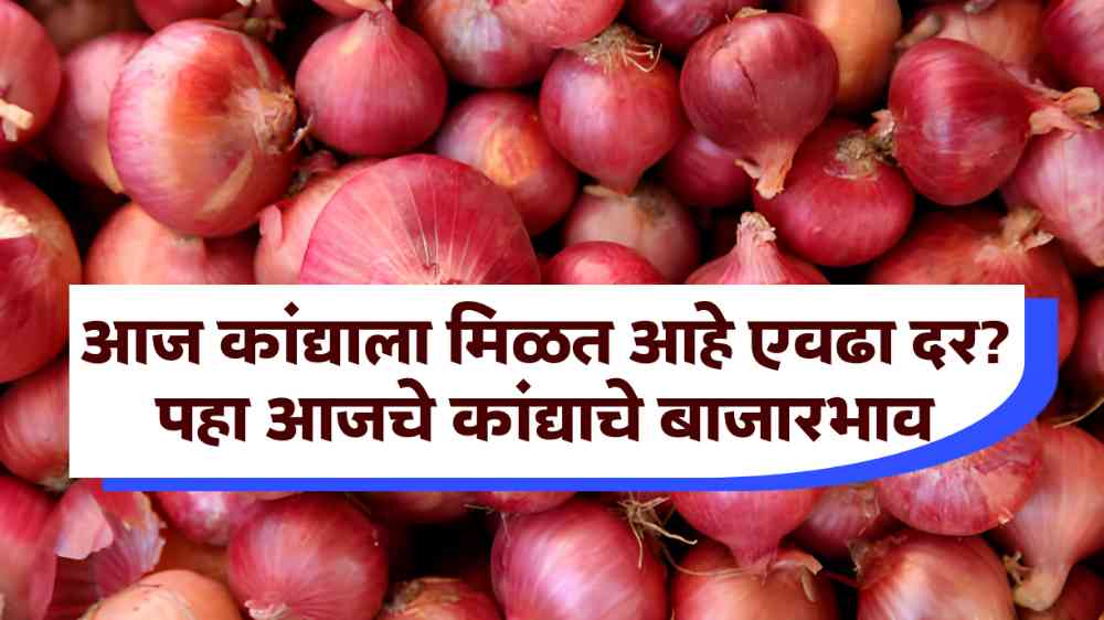 Onion Market Price